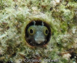 Secretary Blenny.  I used a Canon G10 with Ikelite housin... by Cornelius Boswell 